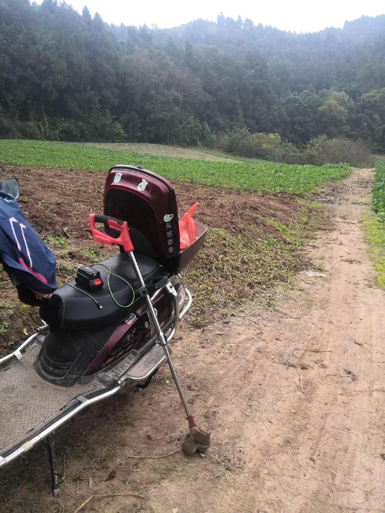 冯店农村欢迎你，美丽的农村农村除草，土里面有杂草，这是一个很美的地方农村人的生活