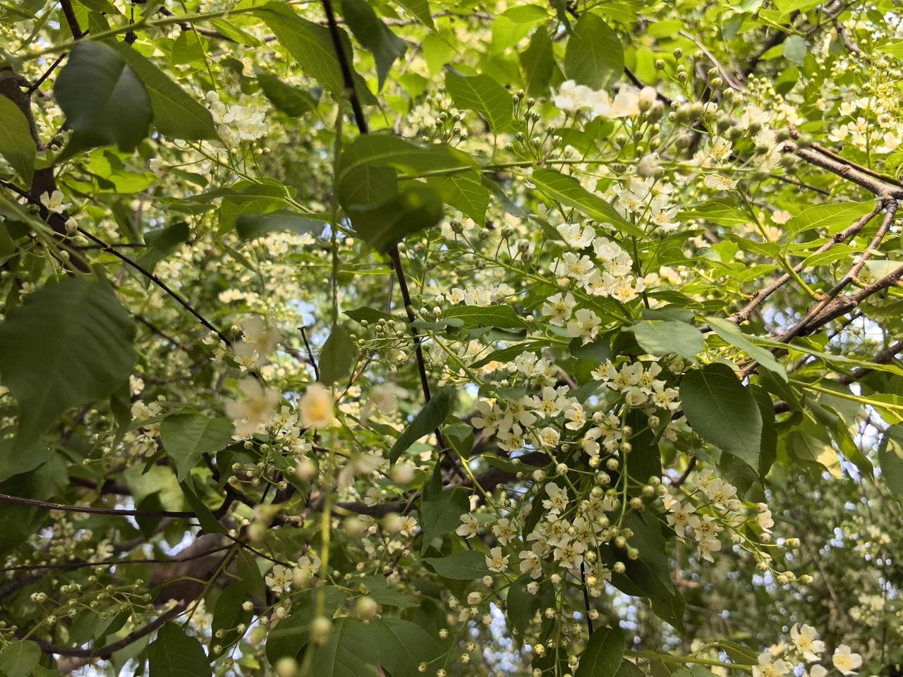 生机勃勃的春日[呲牙]