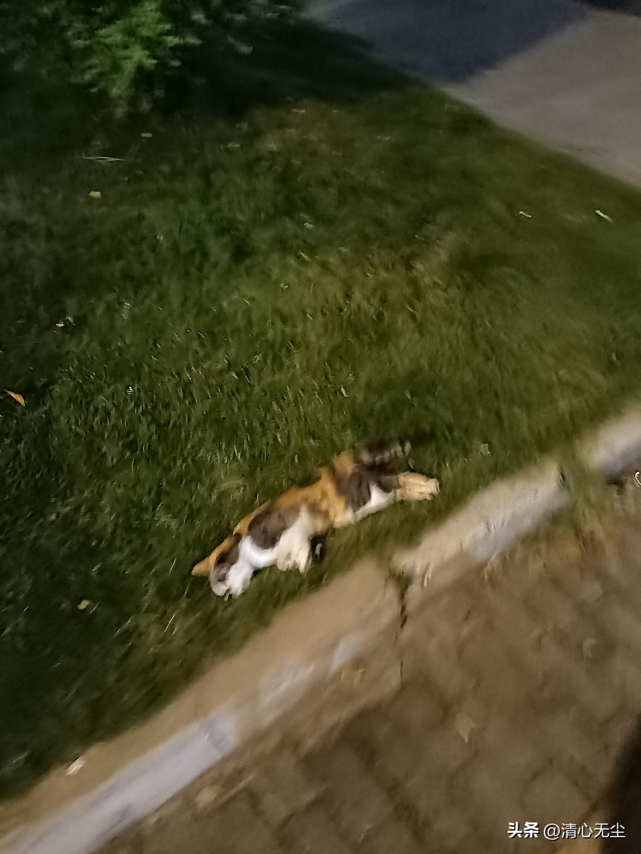 一只流浪猫就这么失去了生命，估计被来往的车辆给撞了，可伶啊，这只猫咪其实挺漂亮的