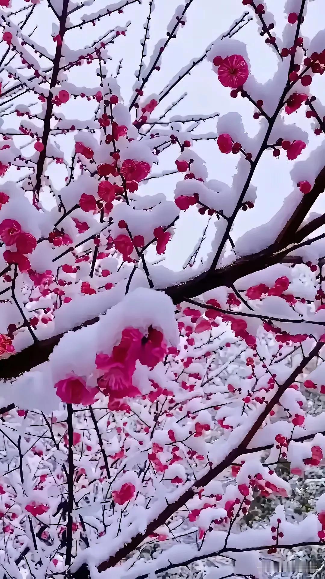 梅花欢喜漫天雪 
飘飘洒洒降人间。
玉树琼花意有情 ，
梅雪相逢迎春花。
