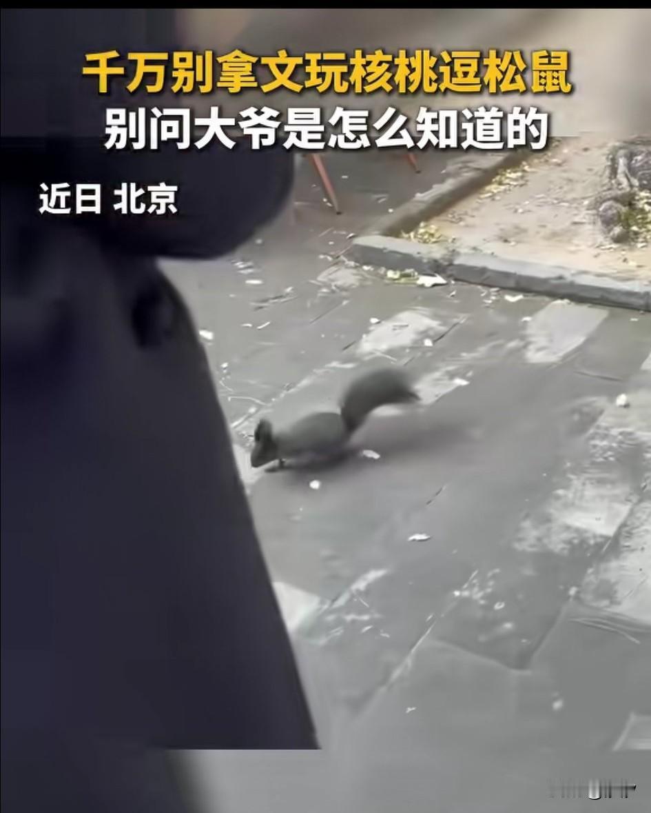 大爷拿文玩逗松鼠过上了新华社，
北京一大爷在公园悠闲散步，
看到前面有只小松鼠，