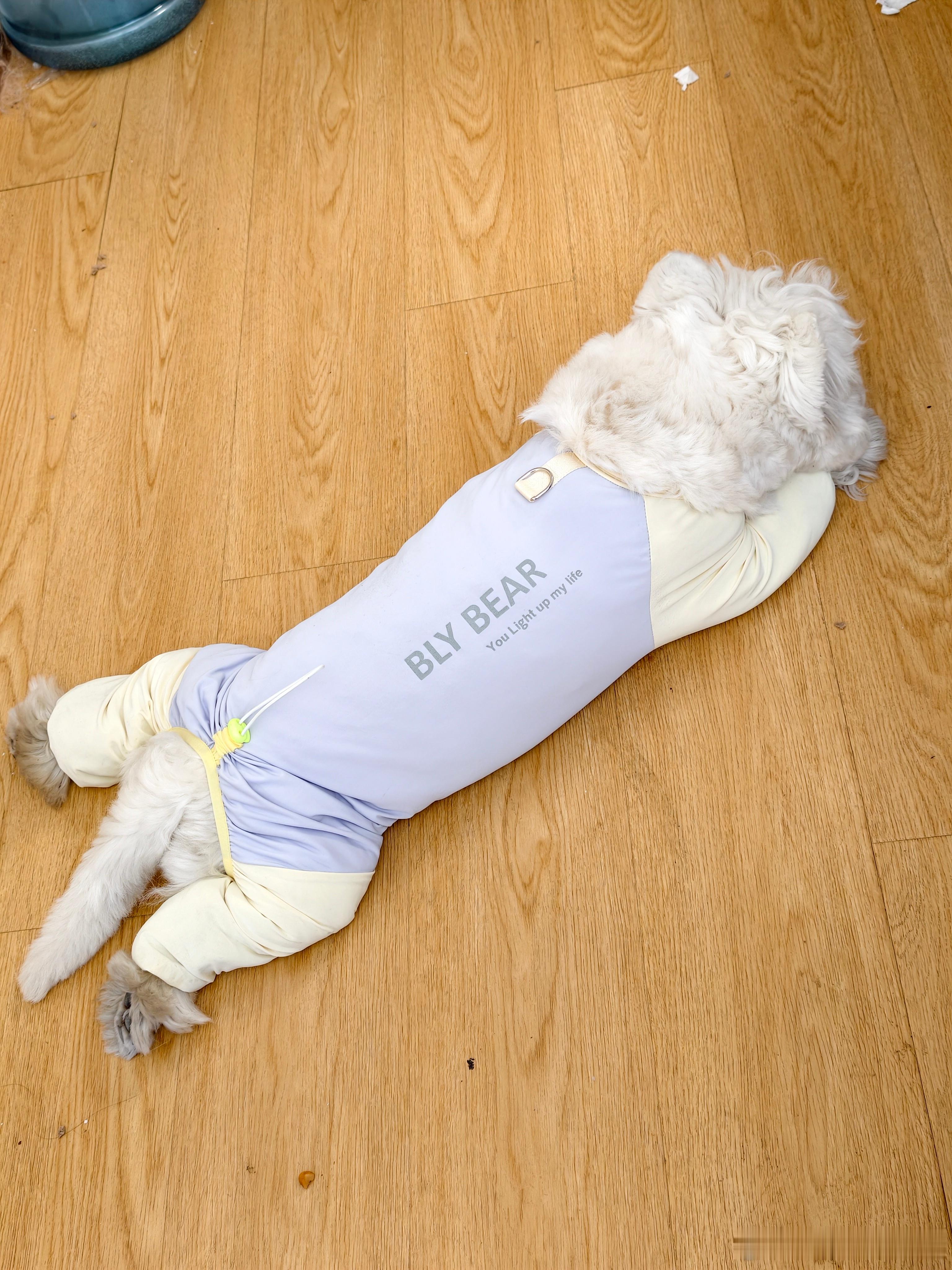 这和小宝宝有什么区别啊，太可爱了西高地萌宠