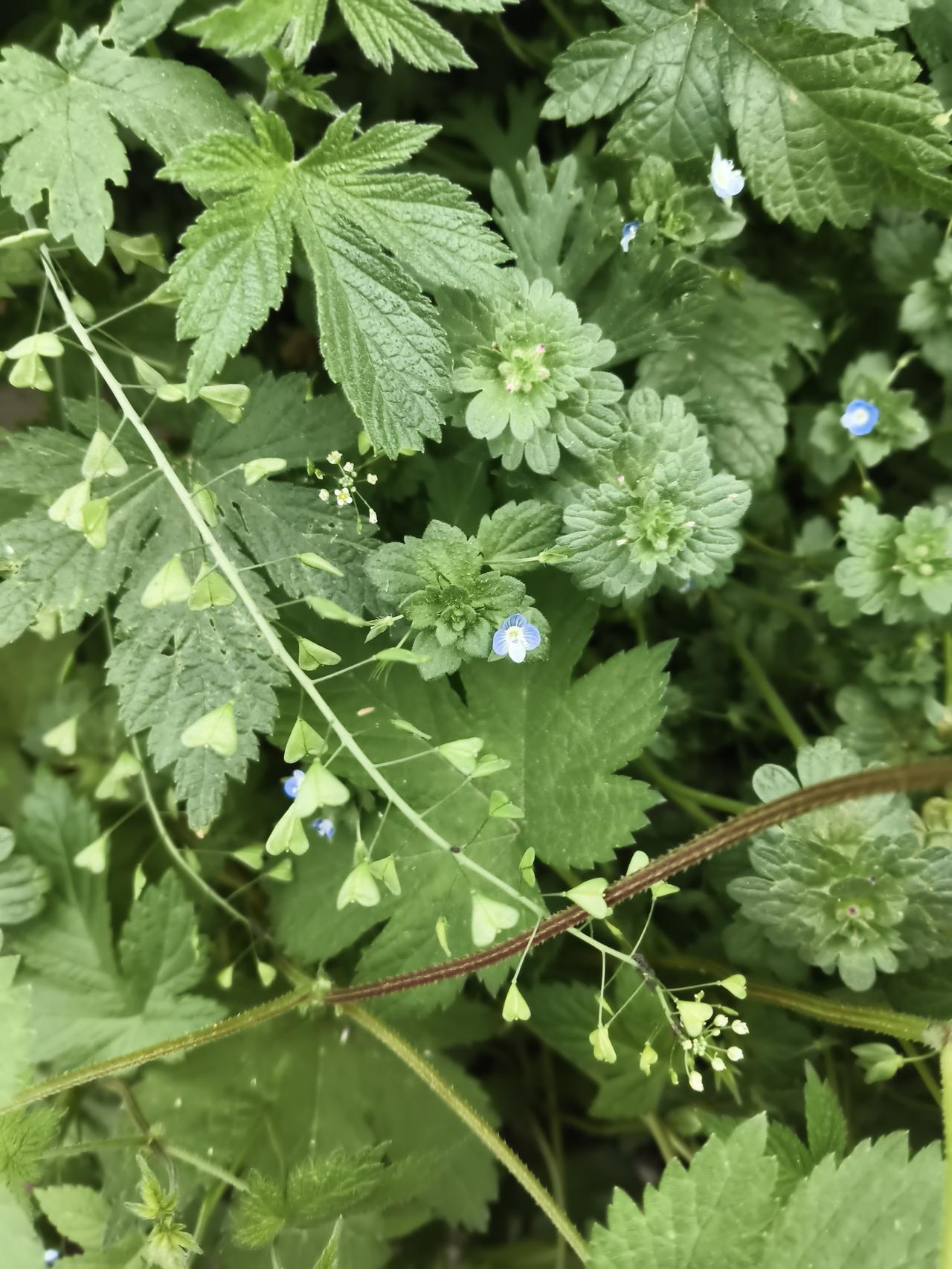 镜头里是一片充满生机的春日野地，主角是两种再寻常不过的乡土植物：葎草与婆婆纳。