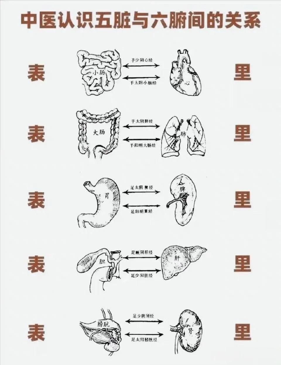 中医五脏六腑之间的关系！#药子陌美好生活健康频道[超话]##生活方式医学[超话]