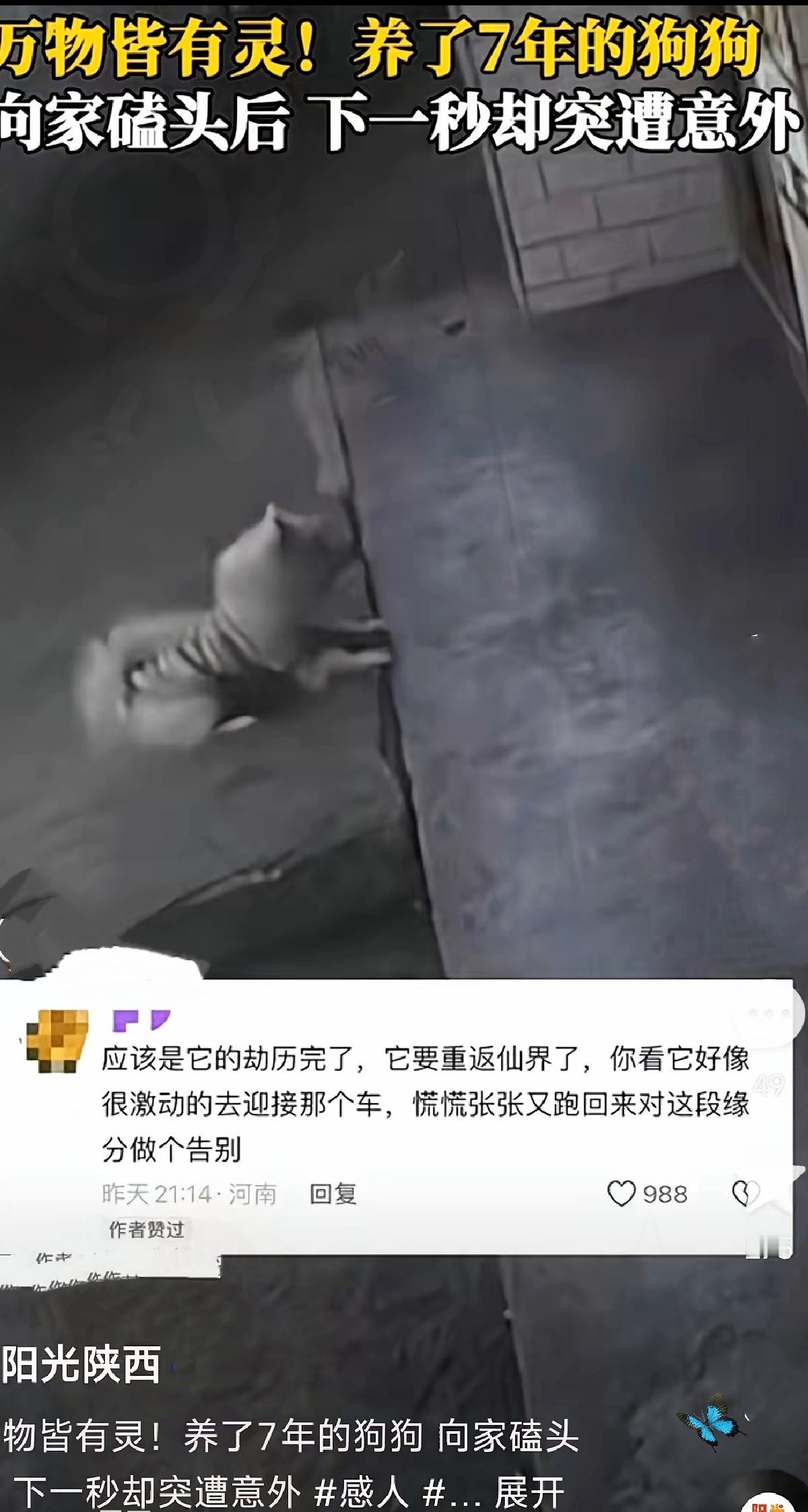 解释不清了！甘肃这只狗狗的告别，看哭无数爱宠人！
        养了7年的狗狗