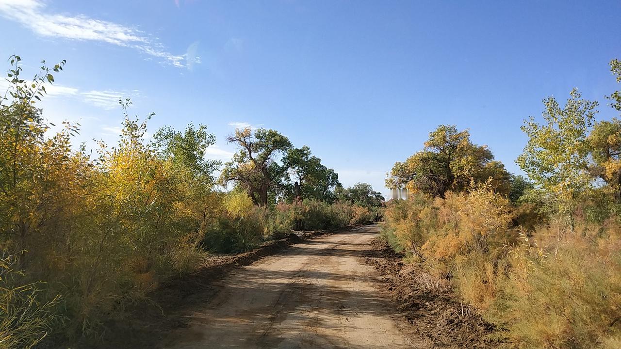 在额济纳黑城弱水胡杨林景区观赏胡杨林
今天是10月6日，农历八月十五，中秋节。我