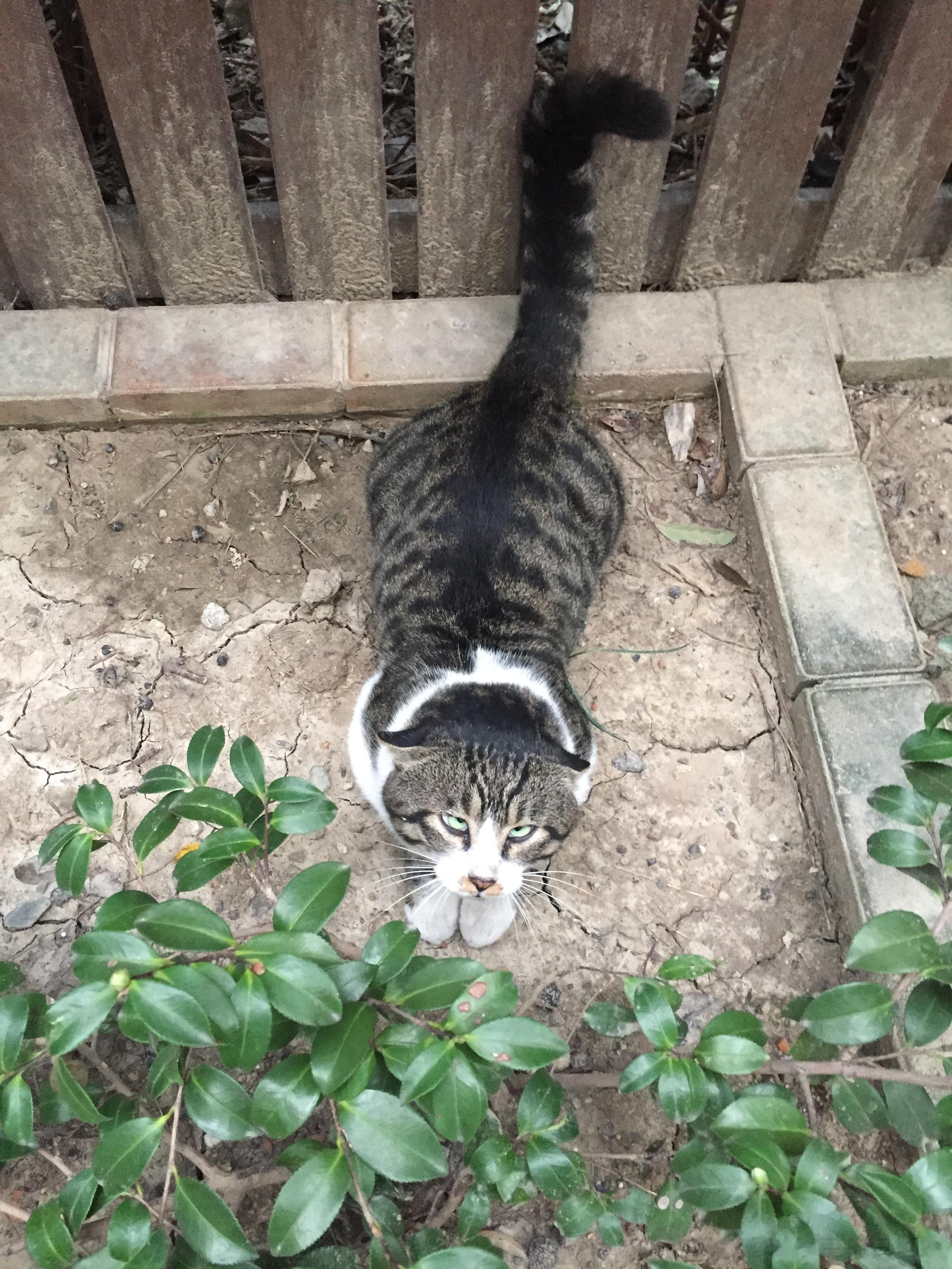回看嗲嗲在外面流浪的时候，真的好傻一猫，早前他怕我，但又要来我家吃饭，来的时候就