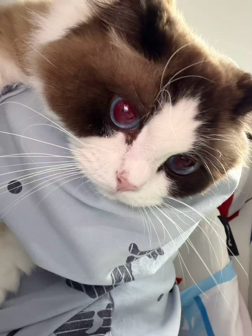 有我这样的美猪猪等你，你几点回家捏？