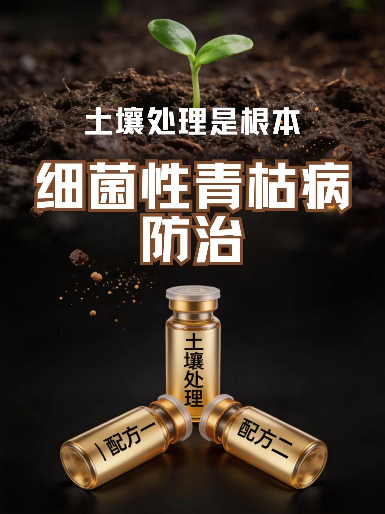 细菌性青枯病防治，土壤处理是根本。细菌性青枯病