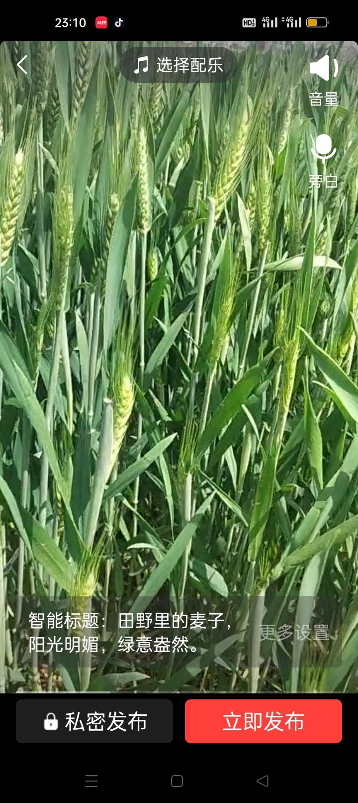 每一株抽穗的麦子，都在时光里攒着力量，
把一整个春天的温柔，酿成即将丰收的希望。