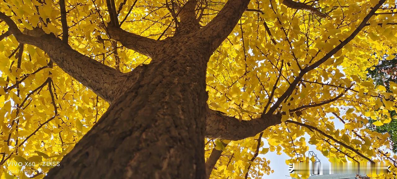 #你见过金黄的银杏树吗#