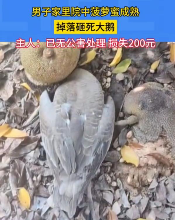 阎王要你三更走，谁能留到五更时！8月14日东南早报报道，广东湛江一名男子院内栽种