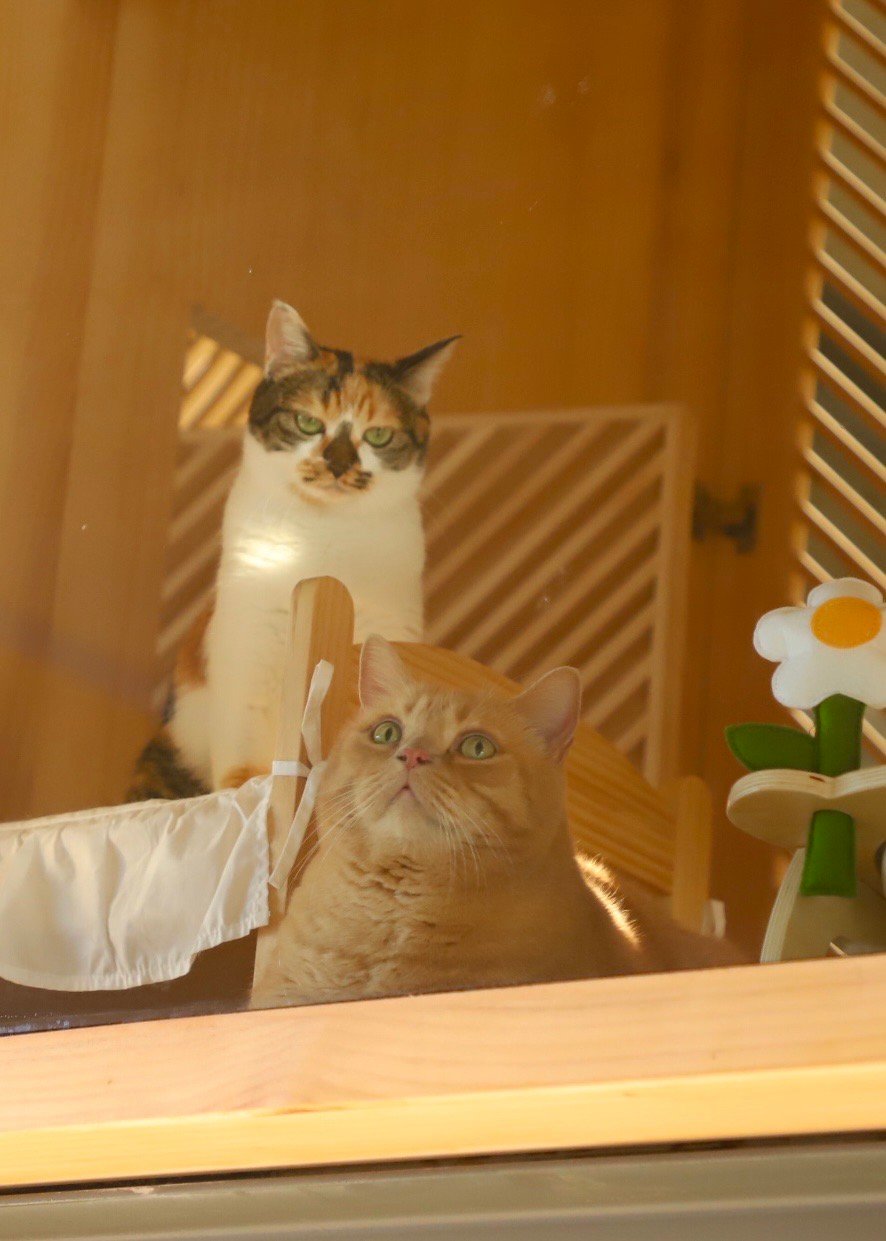 帮樱木妈妈挑选猫房软装+猫用品的选品的时候，忍不住也给仙女入了一些可可爱爱的东西