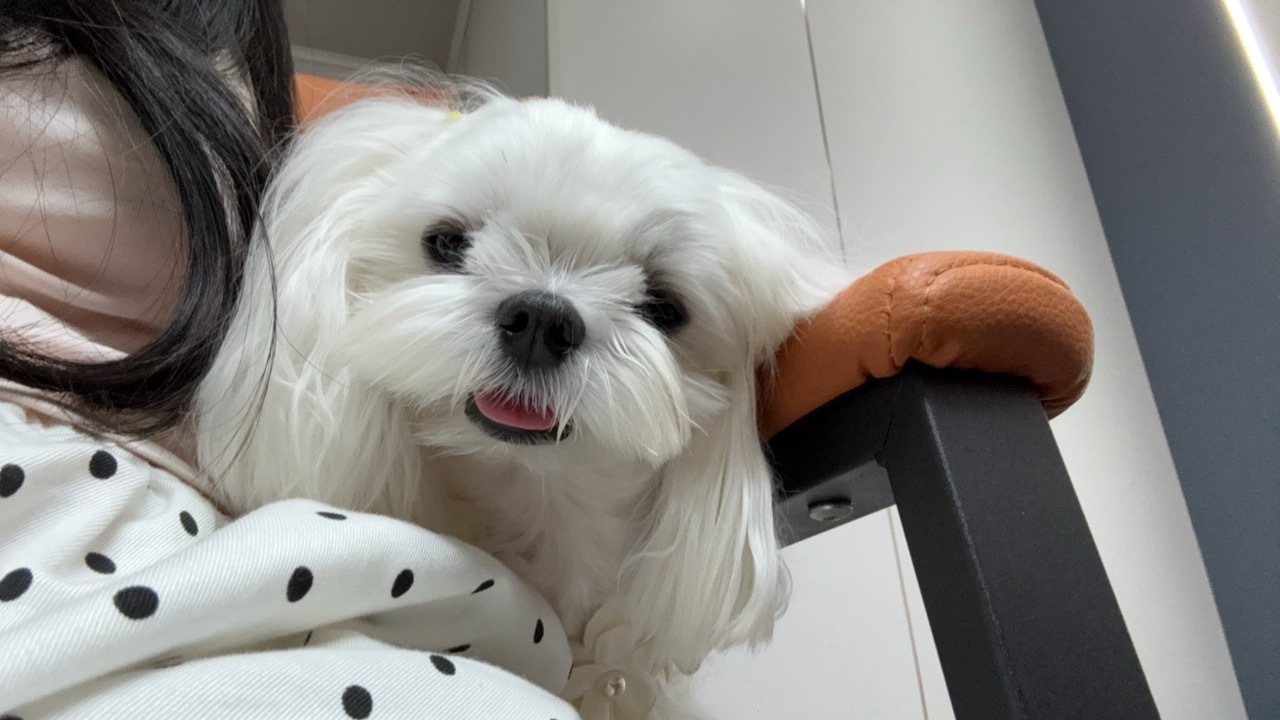 这是谁家的小可爱 
