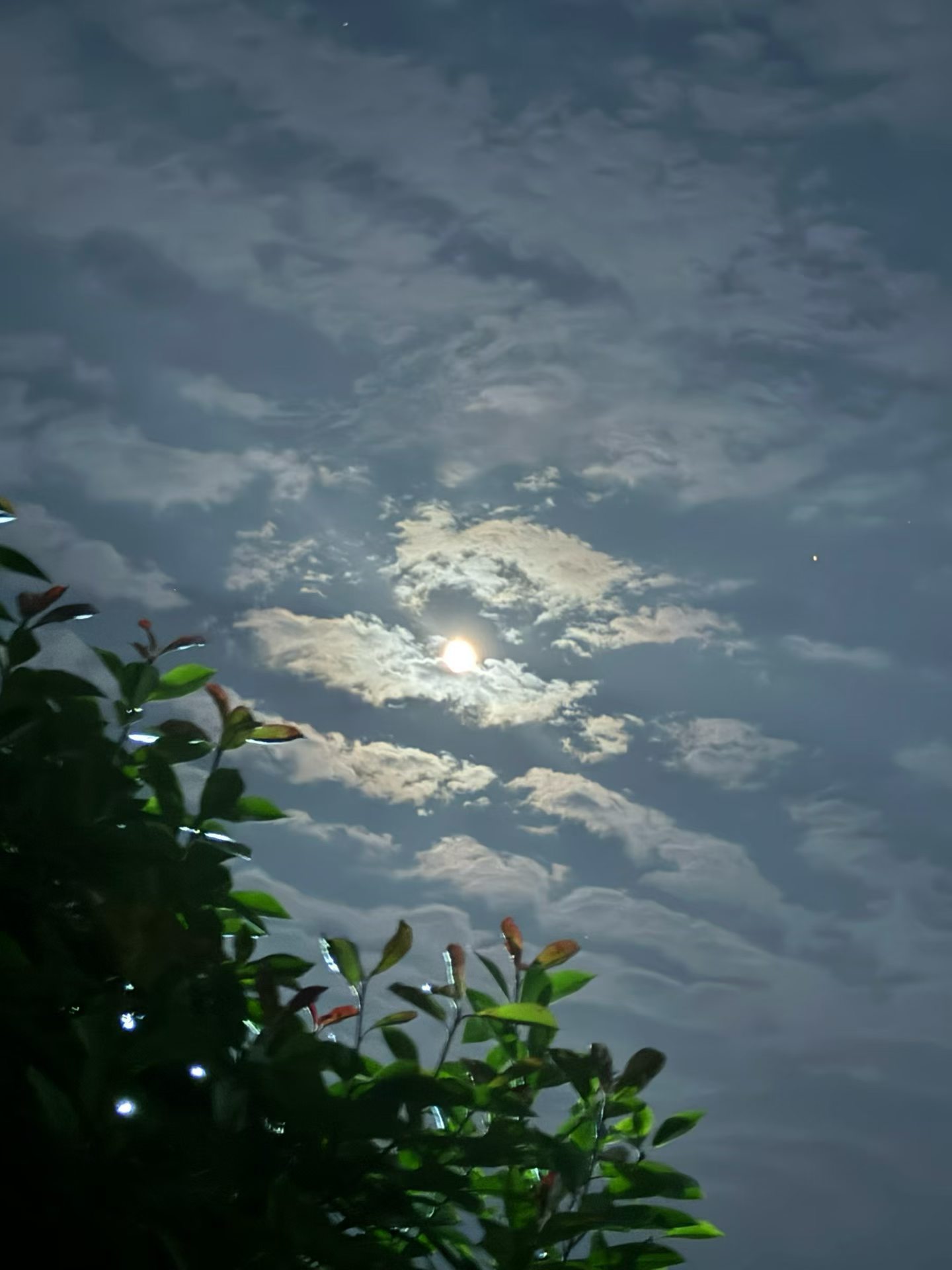 夜晚 最近睡眠太多太好又困了不能睡太早吧十点半吧知了声声微风习习人间美好