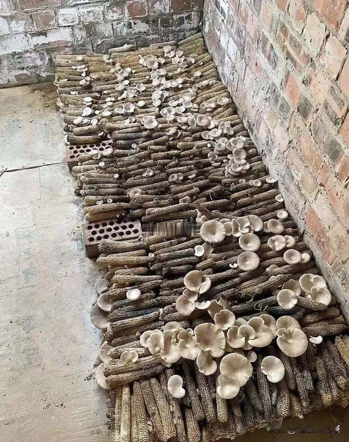 以前把玉米棒直接当柴火烧，现在才知道自己亏大了！
 
老家晒干的玉米棒子，别再乱