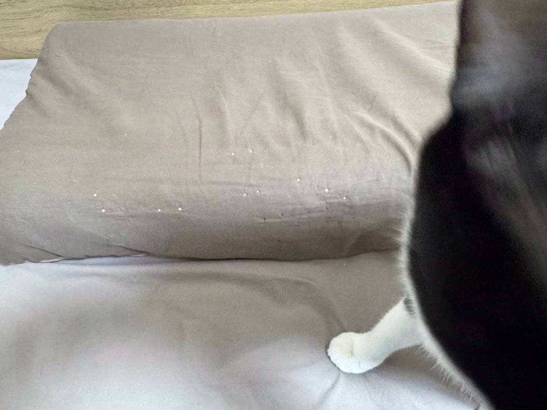“坏猫天天晚上给枕头套打孔”daily奶牛猫 （投稿：） 