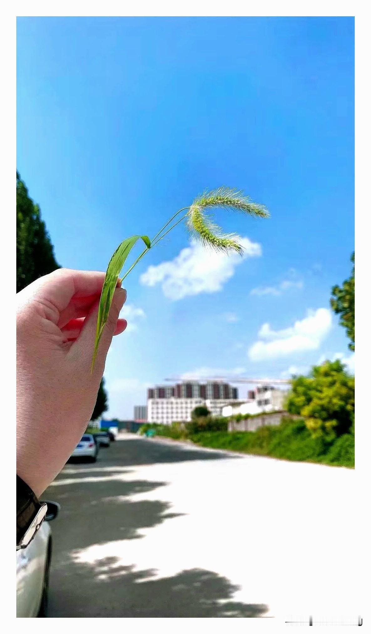 顺德渔村这件事情。
网友们真正愤怒的不在于这个保安。保安只不过是看大门的。在于顺
