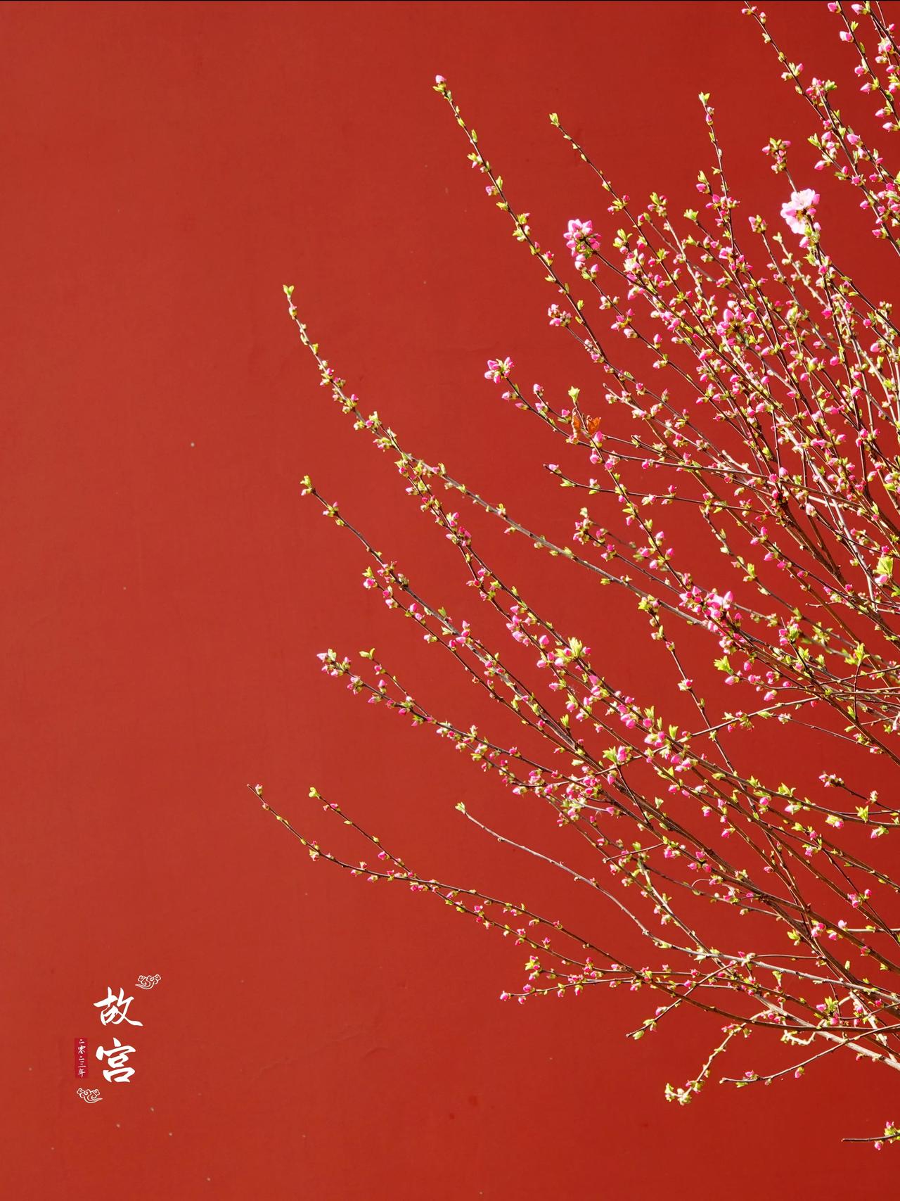 〖原创〗北京最美花季来了，今天去故宫寻花，随拍几张照片。
故宫的风景