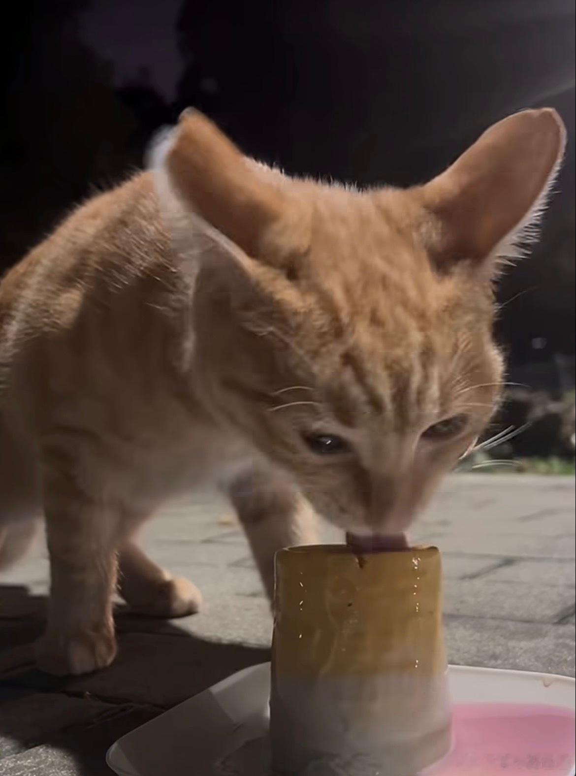 小猫发现是国宴后迅速大吃一口上一秒：让本咪来看看是什么东东下一秒：你怎么不早点拿