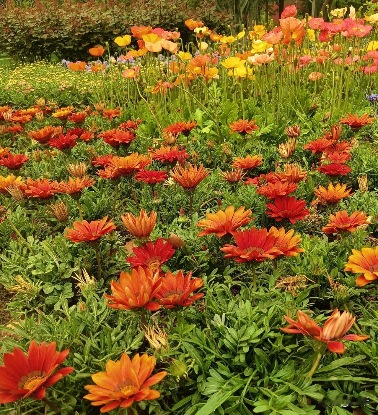 日坛公园的花真是太多了，一走进公园，就被眼前花儿迷住！
整片的花田泛起层层涟漪，