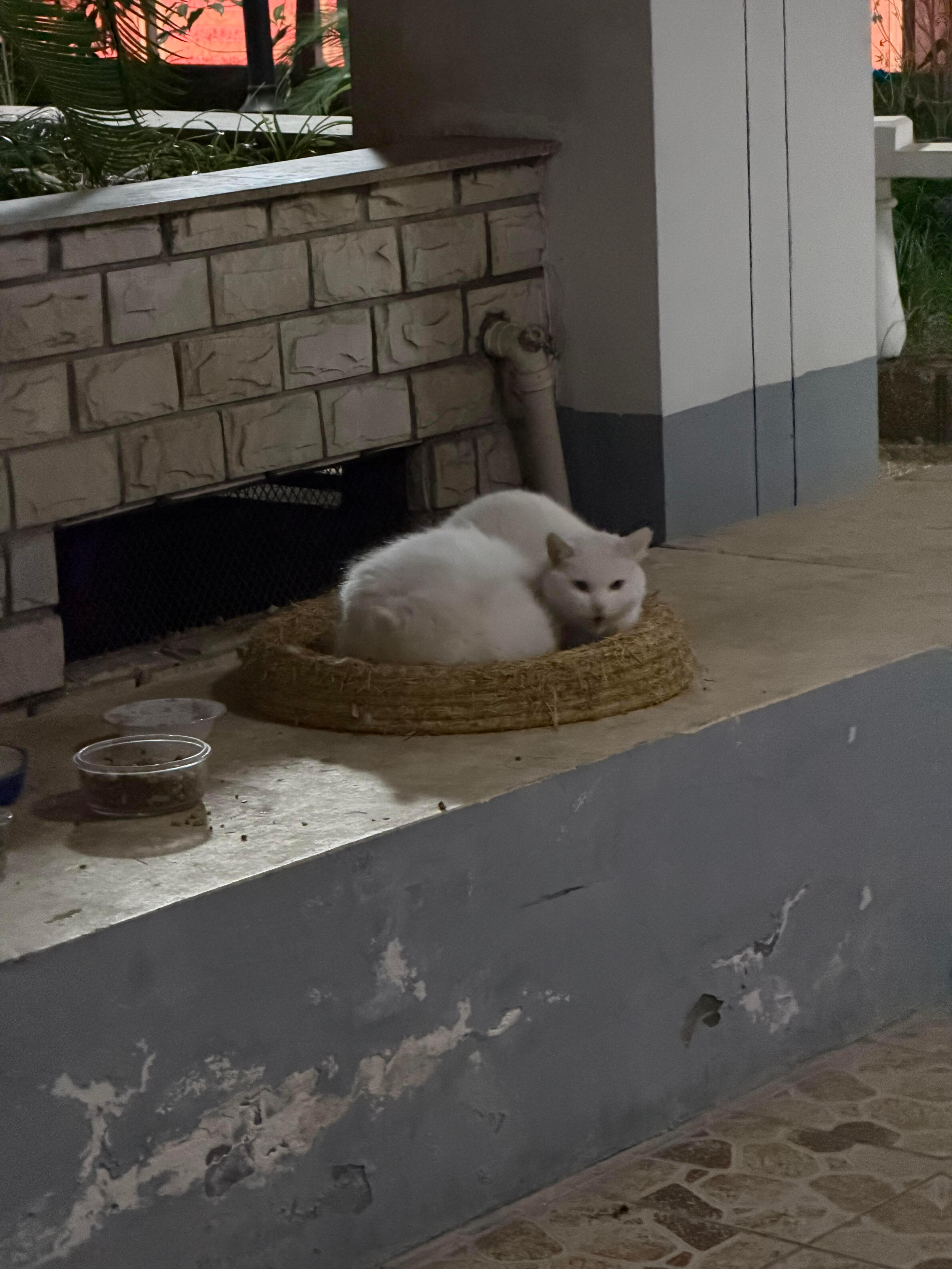 流浪猫帮它的好朋猫放哨 