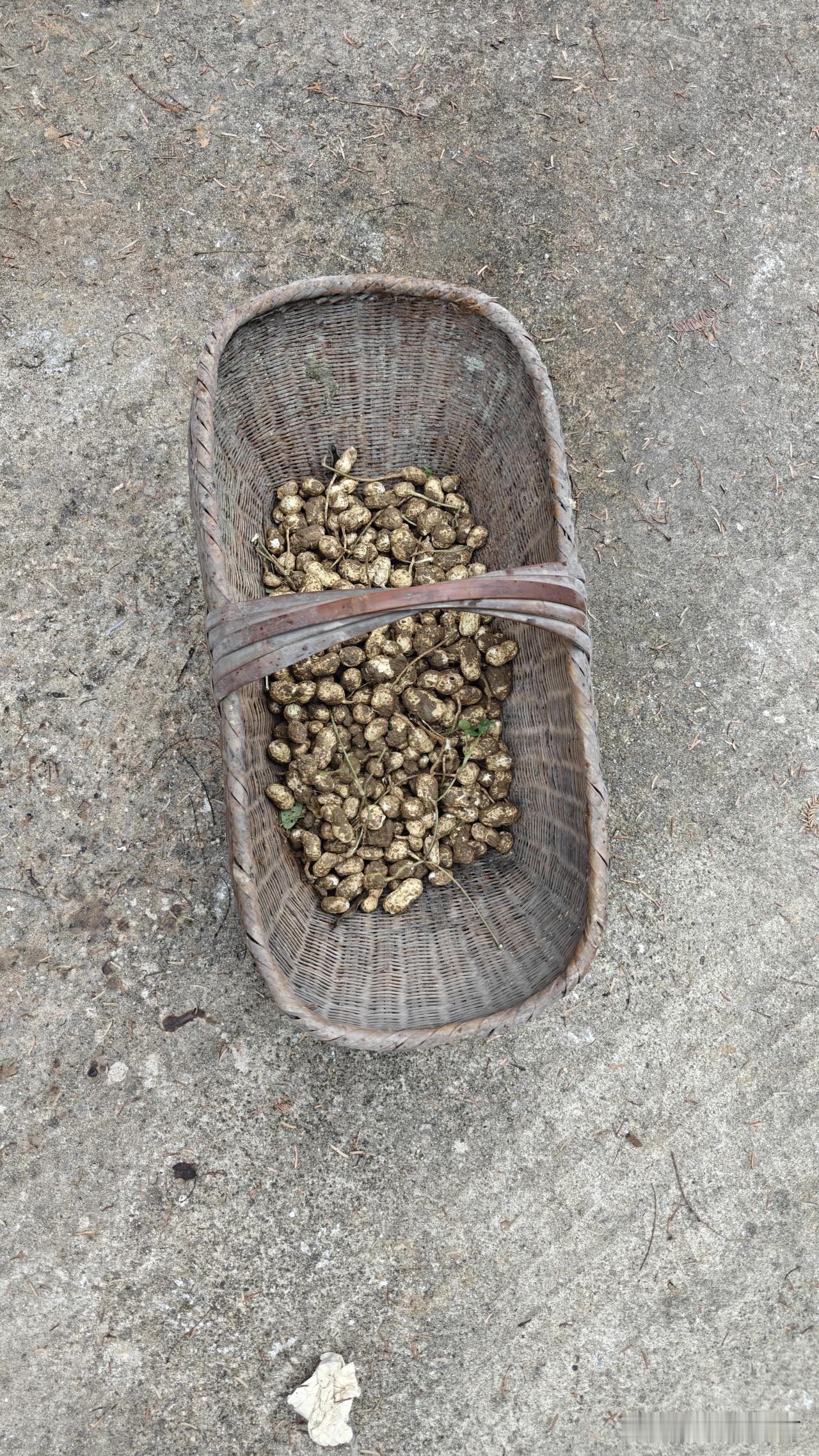 老屋的旧鞋篮，是妈妈留给我最后的念想！今天回老家挖花生，随手找东西装花生。
 找