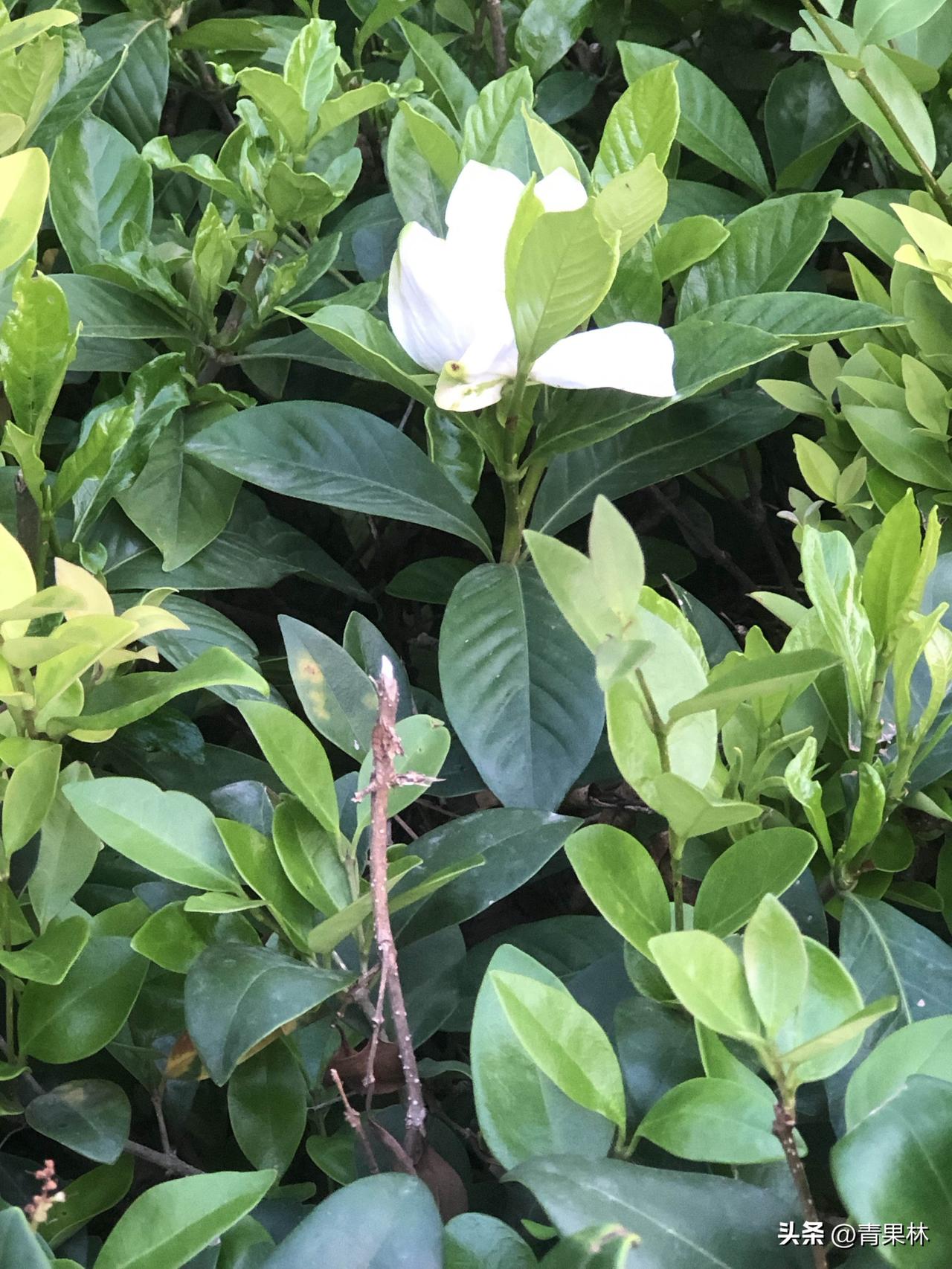 随手拍美景分享初夏出门闲逛，一路撞见各式小美好。乌黑饱满的桑葚挂满枝头，红艳艳的
