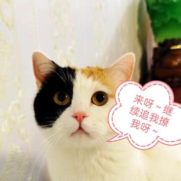 壮壮噶蛋记。
我呀。