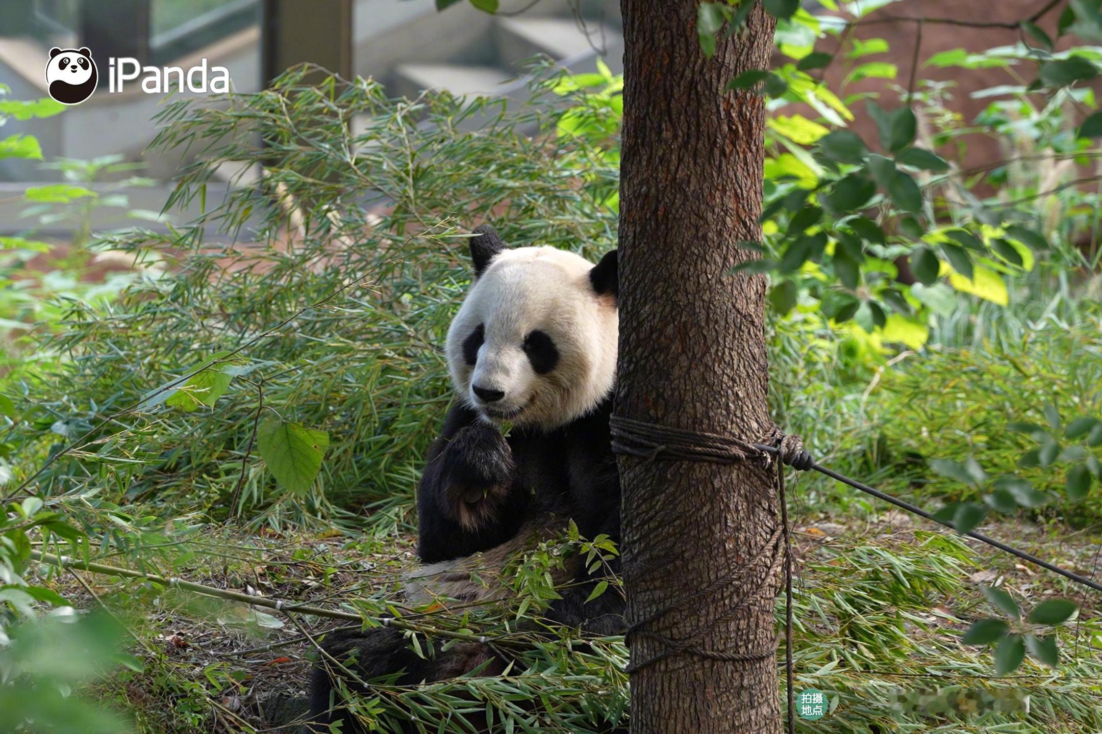 【播出预告：竹够环保——一根竹子的生态密钥】绿水青山20年，竹子藏着怎样的绿色密