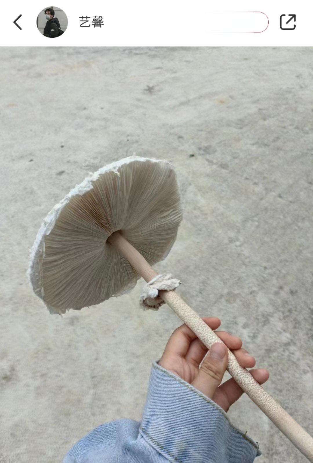 白杆杆白伞伞？这是什么菇，有毒吗？#镜头里的欢乐瞬间# ​​​