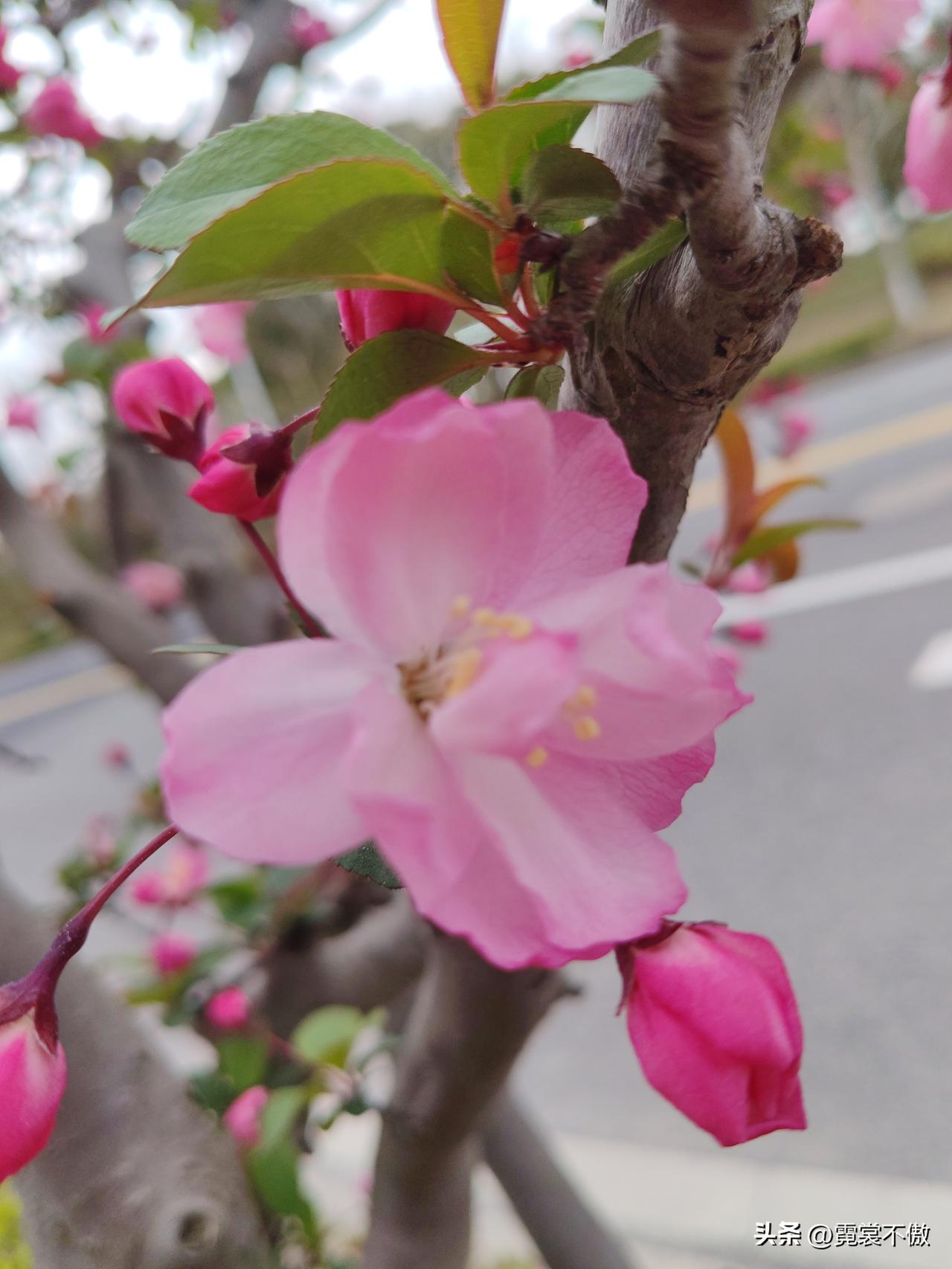 出门满地收美景
一处更比一处强