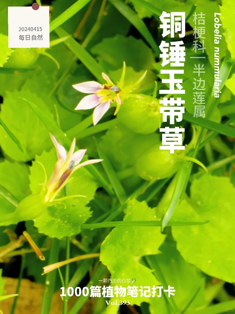 植物笔记393 | 吃了一颗差点以为要去见祖宗