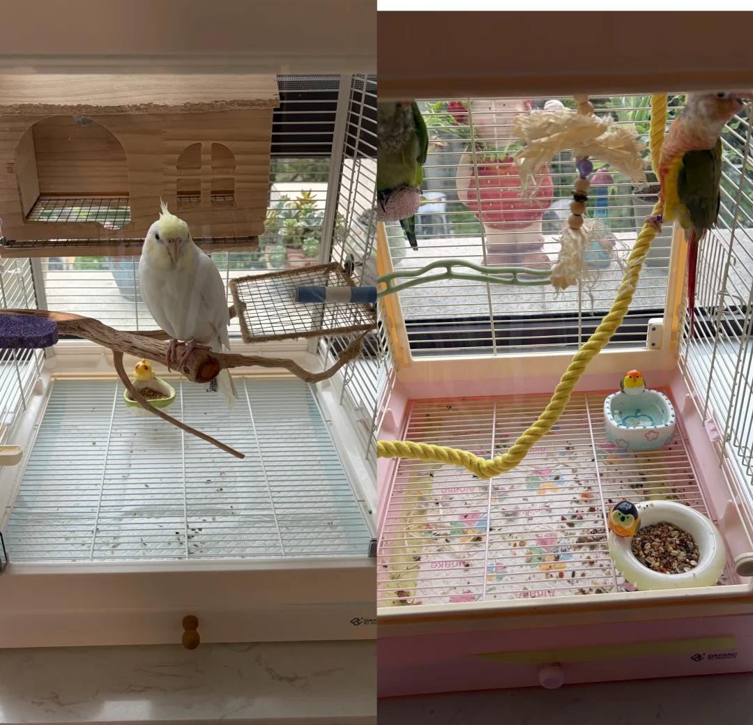 一张图给你对比哪种鹦鹉爱干净
都是中午才收拾好的笼子，玄风的笼子比和尚，小太阳的