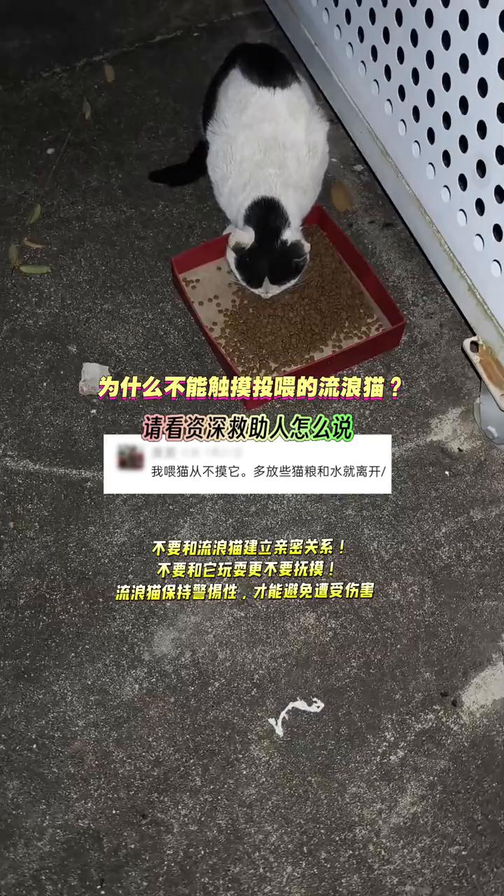 为什么不能触摸投喂的流浪猫？请看资深救助人怎么说。
我喂猫从不摸它，多放些猫粮和
