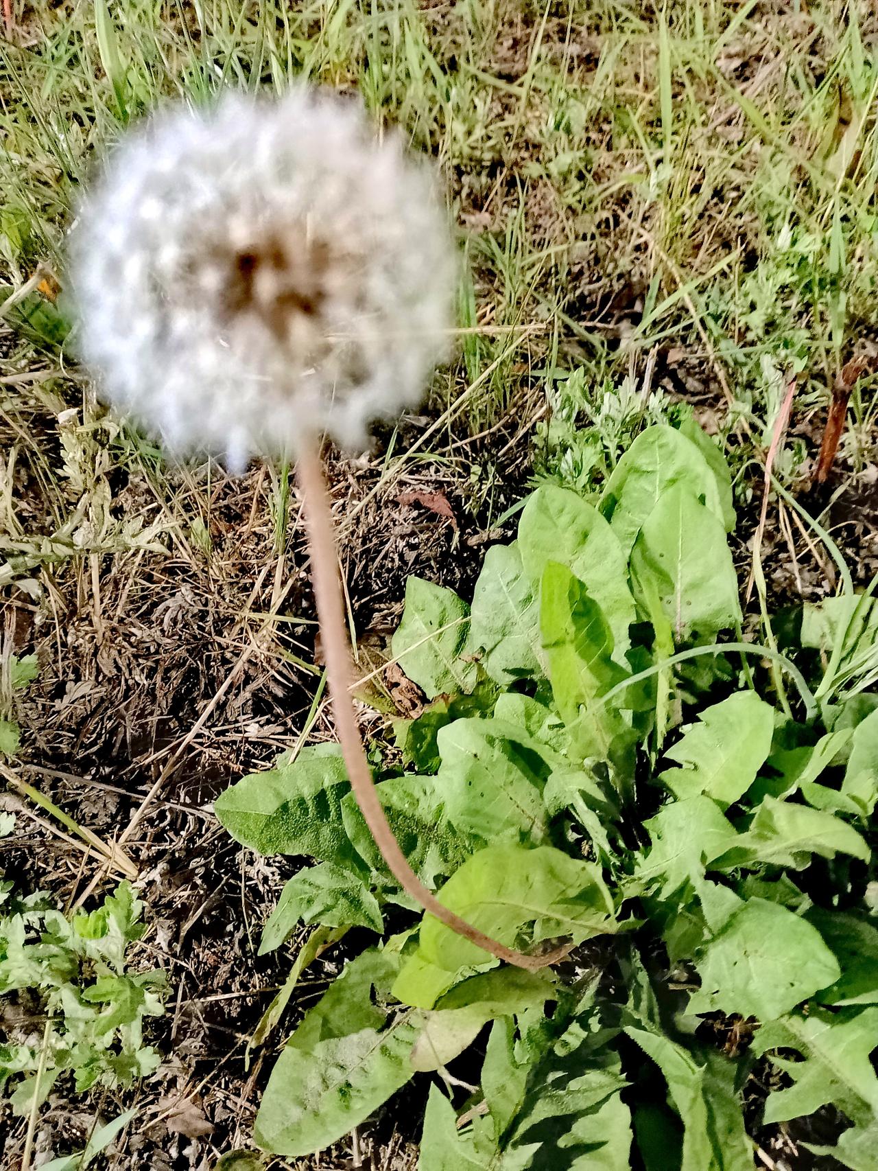 分享一张你拍的花，什么花都行晚风轻拂草地，蒲公英撑起蓬松白绒球，静静伫立，藏着待