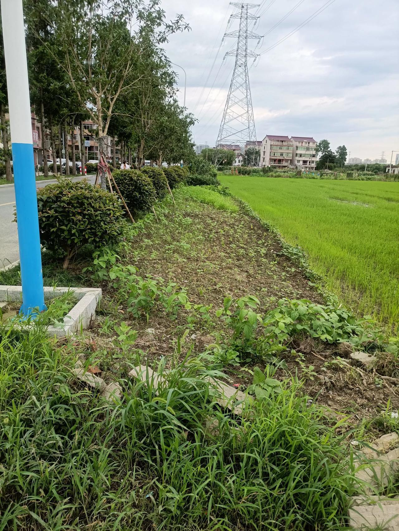#一句话形容夏日生活#一天一个样