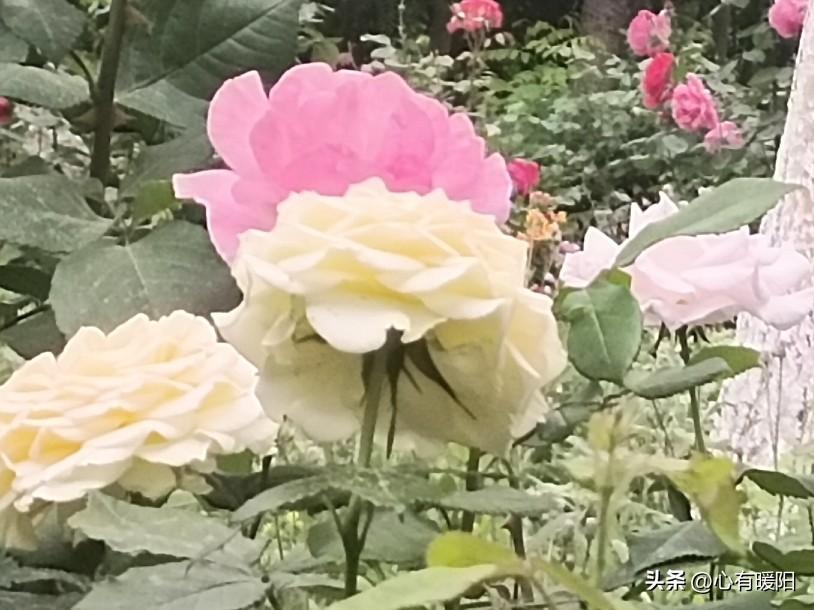 男生喜欢一个人时有哪些本能反应?生的喜欢藏不住，全是下意识的本能，装不出来。
 