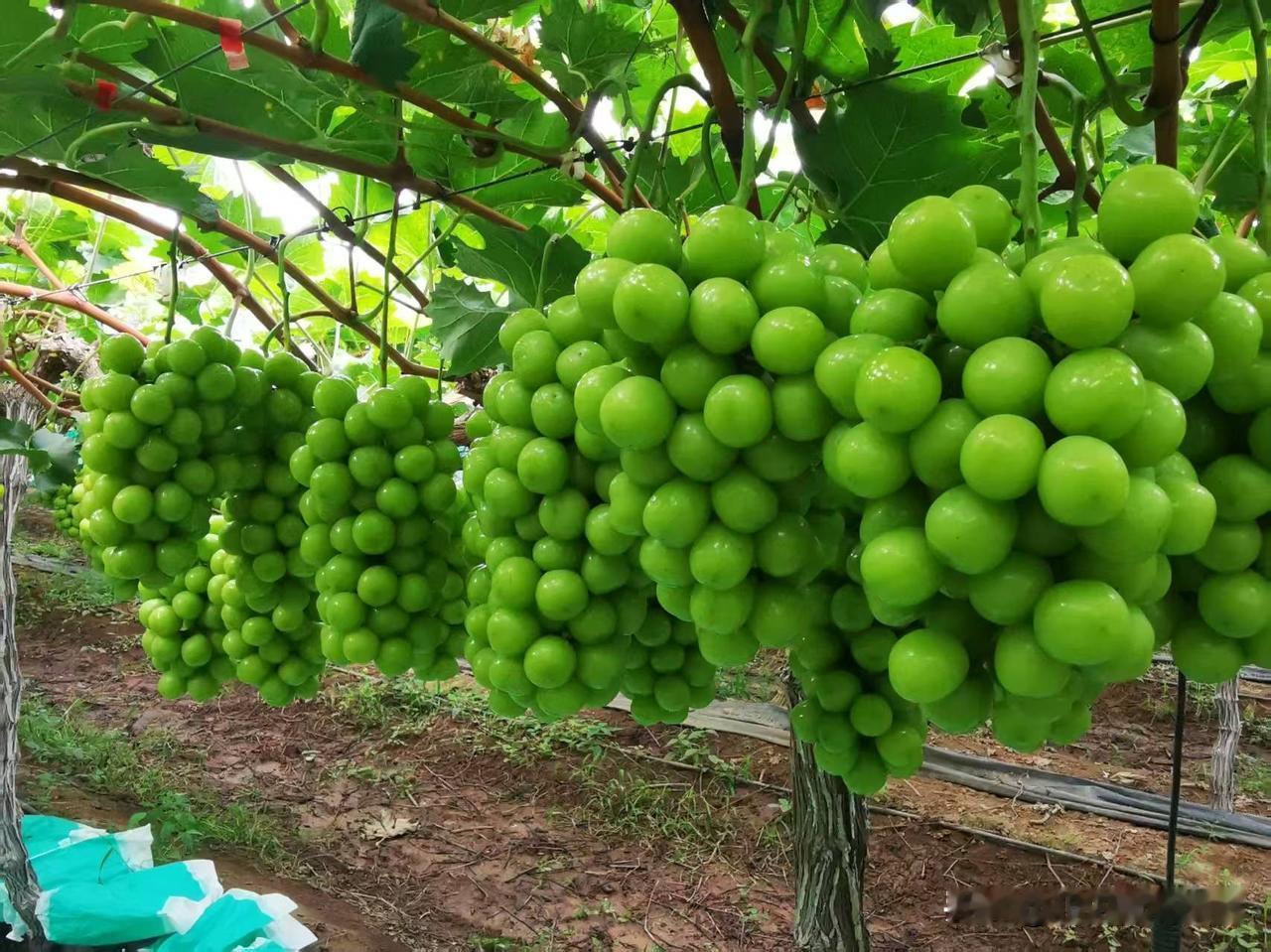 阳光玫瑰葡萄烂大街，他却准备栽植10亩

昨天，河南老客户让我给他准备1200棵