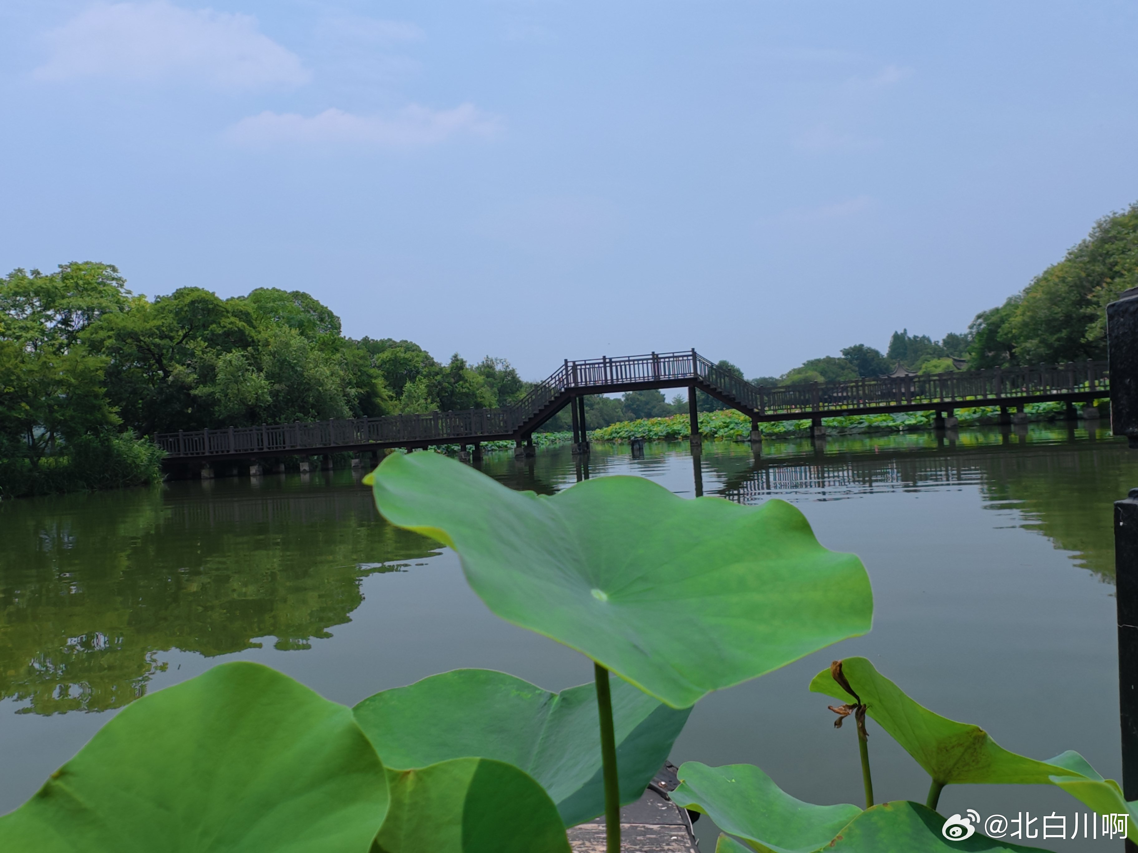 人生第一次离荷花🪷这么近，晒也值了