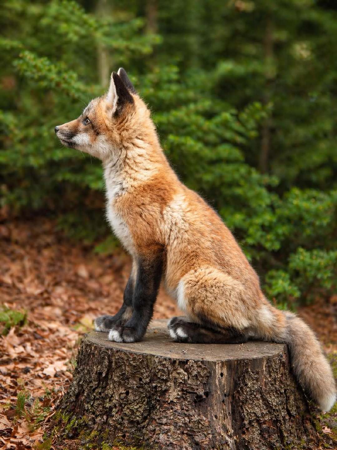 树墩子上长狐狸摄影师Billie Lafond 