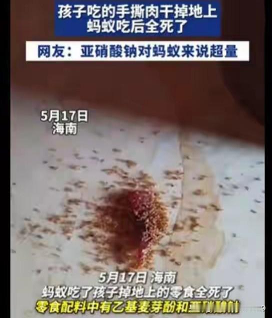 5月17日，海南一位家长发现孩子掉落的肉干碎末被蚂蚁吃了后，蚂蚁竟然在短时间内全