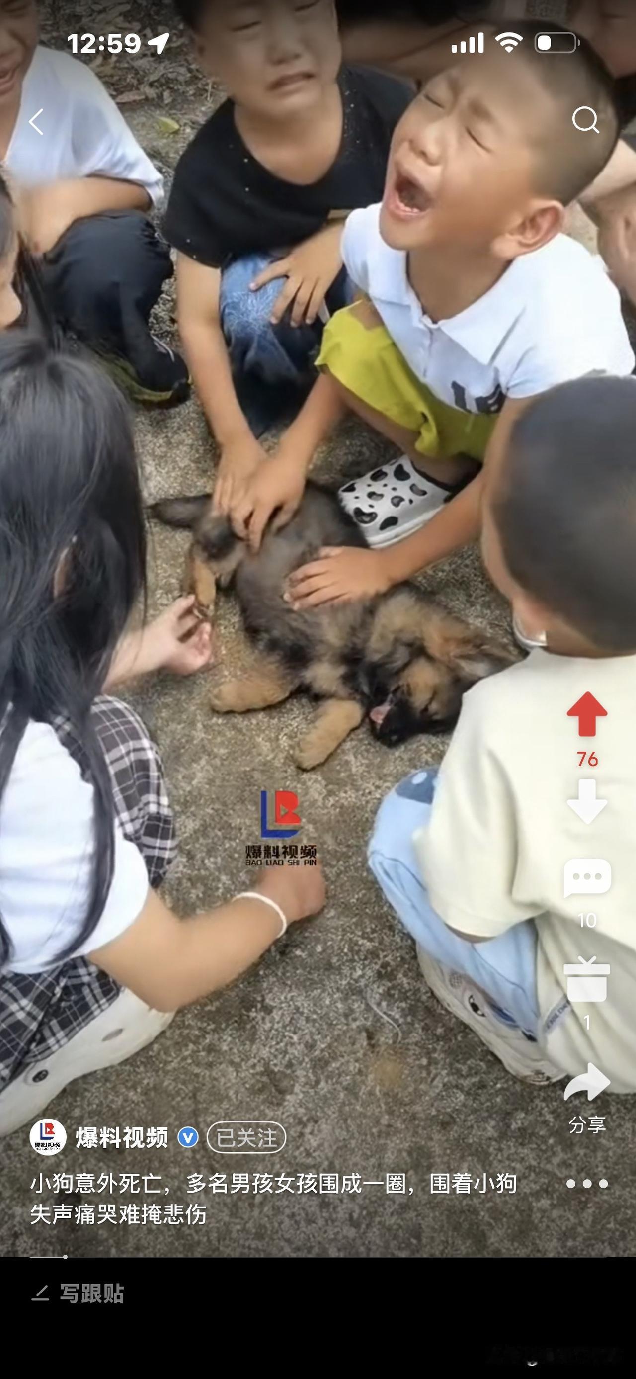 一只小狗意外死亡，
一群小男孩小女孩围成一圈，
抚摸死去的小狗，哭得稀里哗啦！