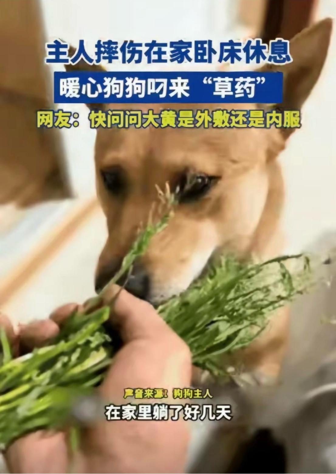 “这下真解释不清了”，主人摔伤卧床后，大黄竟然叼了一把“草药”回来！
 
浙江一