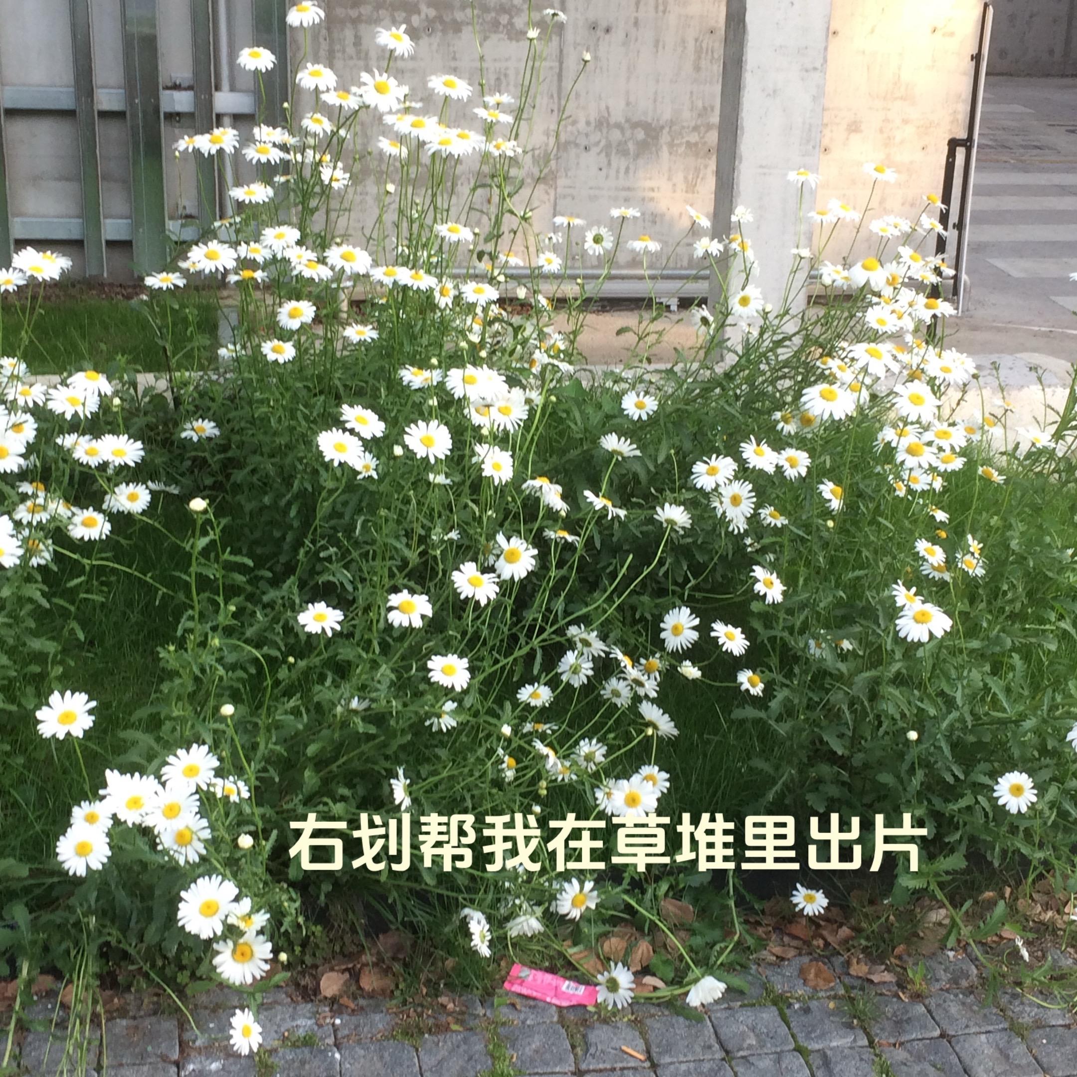 墙角开了一朵小花。