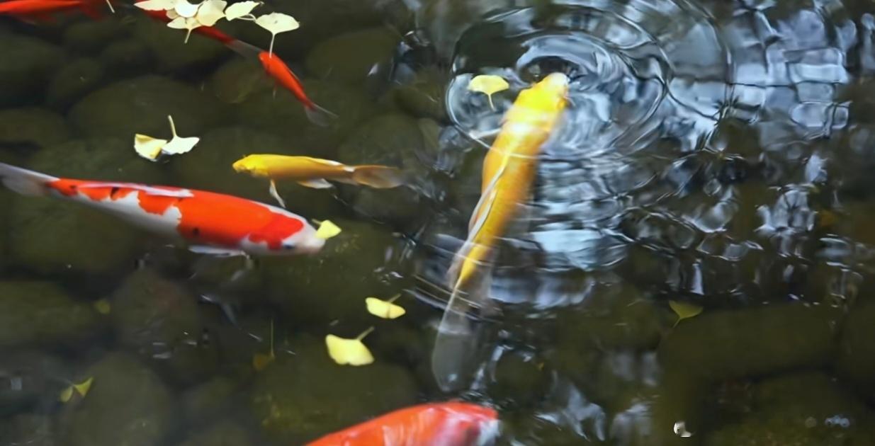 昆仑仙本——道德经第六章道丹不亡，是谓德健；德健之庭，玄妙之源。谷神不死，是谓玄