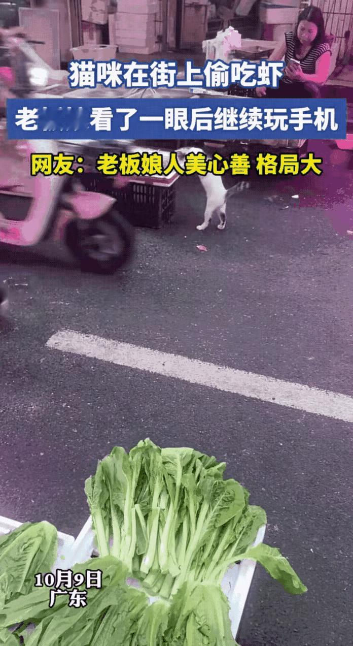 这个摆摊卖海鲜的女子宅心仁厚，从她对待这只流浪猫偷吃大虾的态度中，能够感受到这是