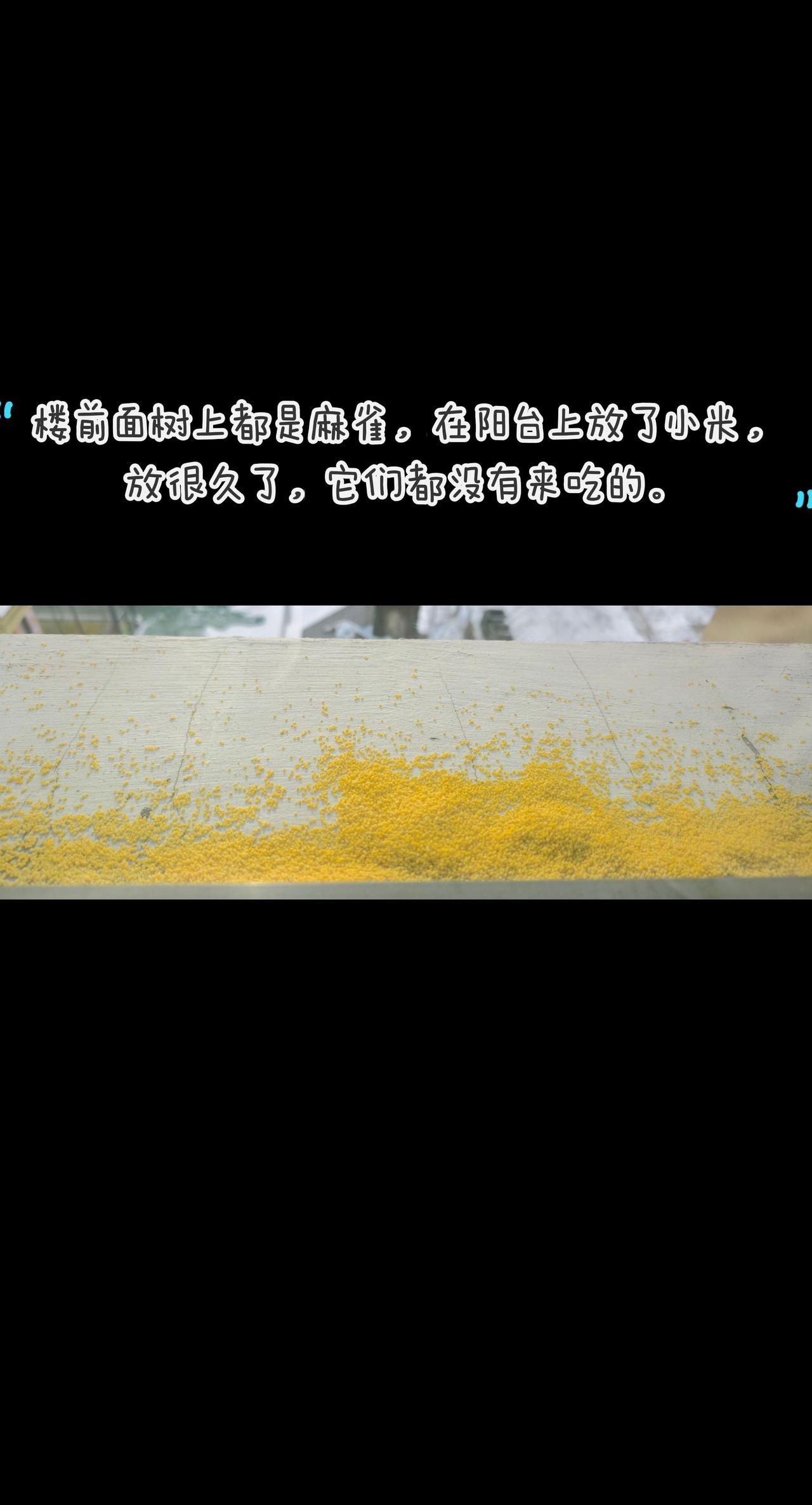 放了小米，没有来吃的