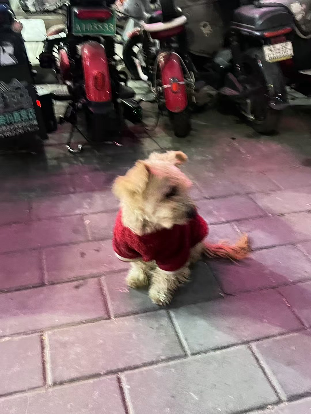 小狗也过圣诞节 