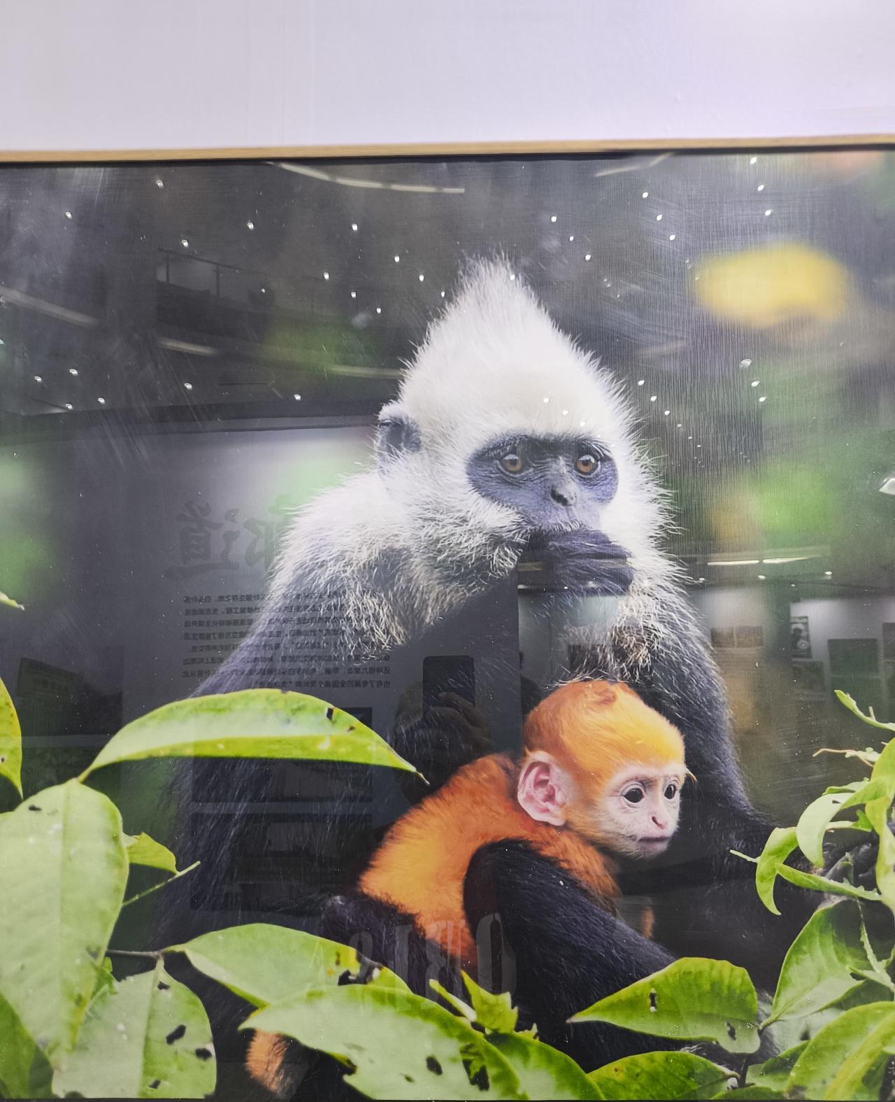 黑人身材为什么那么好